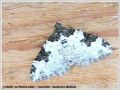 La Phalène Ondée , L‘Incertaine - Xanthorhoe fluctuata _ Geometridae