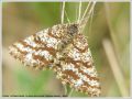 La Phalène Picotée , La Rayure Jaune Picotée - Ematurga atomaria _ femelle (antennes) (Geometridae)