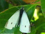 La Piéride de la Rave - Pieris rapae
