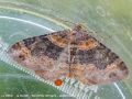 La Rouillée - Xanthorhoe ferrugata _ geometridae(276)