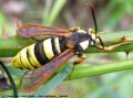 La Sésie frelon - Sesia apiformis _ femelle