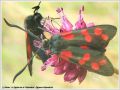 La Zygène de la Filipendule - Zygaena filipendulae