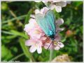 La Zygène Turquoise - Adscita statices