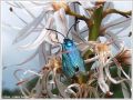 La Zygène Turquoise sur Phalangère à Fleurs de Lis