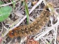 Le Bombyx du Chêne  - Lasiocampa quercus _ (dernier stade )Lasiocampidae