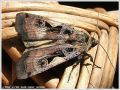 Le C-Noir - Xestia c-nigrum _ ( Noctuidae) (1525)