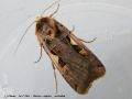 Le C Noir - Xestia c-nigrum _ noctuidae