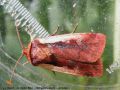 Le Cordon Blanc - Ochropleura plecta