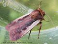 Le Cordon Blanc - Ochropleura plecta _ noctuidae (1464)