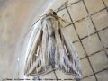 Le Crochet blanc , Le L blanc - Mythimna l-album _ noctuidae (1437)