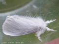 Le Cul Doré - Euproctis similis