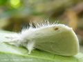 Le Cul Doré , La Queue d‘Or - Euproctis similis