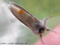 Le Cul Doré , La Queue d‘Or - Euproctis similis _ mâle (antennes cachées)