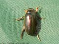Le Dytique Bordé - Dytiscus marginalis _ mâle