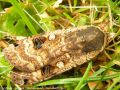 Le Hibou - Noctua pronuba _ Noctuidae