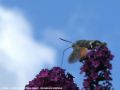 Le Moro-Sphinx - Macroglossum stellatarum _ Sphingidae