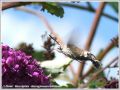 Le Moro-Sphinx , Le Sphinx du Caille-Lait , L‘Oiseau-Mouche - Macroglossum stellatarum _ Sphingidae