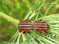 Heteroptera _ Pentatomidae - Graphosoma italicum _ copulation