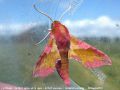 Le Petit sphinx de la vigne - Deilephila porcellus