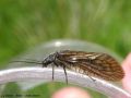 Le Sialis de la vase - Sialis lutaria _ Megaloptera _ (Sialidae)