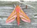 Le Sphinx de la Vigne -Deilephila elpenor _ Sphingidae