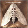 Le Sphinx du Liseron - Agrius convolvuli _ Sphingidae (64)