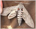 Le Sphinx du Liseron , Le Sphinx à Corne de Boeuf - Agrius convolvuli