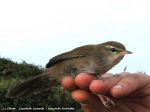 Locustelle Lucinoïde,Savi‘s warbler - Locustella lucinioides