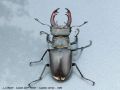 Lucane Cerf-Volant - lucanus cervus _ mâle