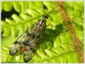 Mouche Scorpion - Panorpa communis _ femelle