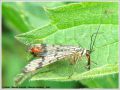Mouche Scorpion - Panorpa communis _ mâle