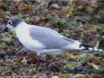 Mouette de franklin - Larus pipixcan
