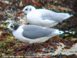 Mouette de Franklin - Larus pipixcan _ + Mouette Rieuse