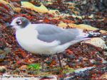Mouette de Franklin - Larus pipixcan _(septembre)