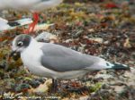 Mouette de Franklin ( Nord Américaine)