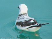 Mouette de Ross - Rhodostethia rosea