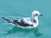 Mouette de Ross - Rhodostethia rosea _ hivernage