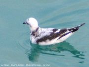 Mouette de Ross _ 1er hiver
