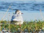 Mouette Pygmée - Larus minutus _ adulte internuptiale