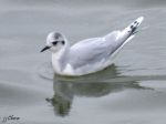 Mouette pygmée - Larus minutus _ Laridés _ 2ème H iver