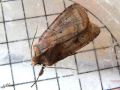 Noctuidae _ La Noctuelle belle - Diarcia rubi