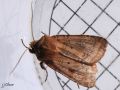 Noctuidae _ La Noctuelle belle - Diarcia rubi (1471)