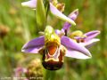 Ophrys abeille - Ophrys apifera_