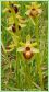 Ophrys Araignée - Ophrys sphegodes _ (pied)