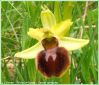 Ophrys Araignée - Ophrys sphegodes _ (fleur)