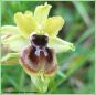 Ophrys de la Passion - Ophrys passionnis