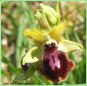 Ophrys de la Passion - Ophrys passionis