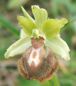 Ophrys de la Passion - Ophrys passionis