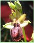 Ophrys de la Passion - Ophrys passionis