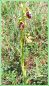 Ophrys de la Passion - Ophrys passionis _ (pied fleuri)